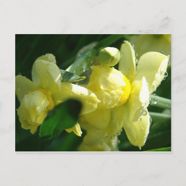 Cartão Postal Daffodils Com Gotas De Água (Frente)