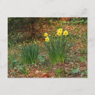 Cartão Postal Daffodils de Primavera precoce