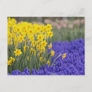 Cartão Postal Daffodils e Grape Hyacinth, Keukenhof 3