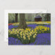 Cartão Postal Daffodils, jacinto de uva e jardim de tulipas, (Frente/Verso)