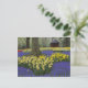 Cartão Postal Daffodils, jacinto de uva e jardim de tulipas, (Em pé/Frente)