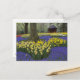 Cartão Postal Daffodils, jacinto de uva e jardim de tulipas, (Frente/Verso In Situ)