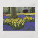 Cartão Postal Daffodils, jacinto de uva e jardim de tulipas, (Frente)