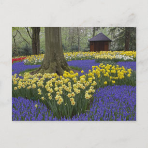 Cartão Postal Daffodils, jacinto de uva e jardim de tulipas,