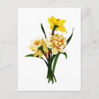 Daffodils ou narciso por Pierre Joseph Redoute