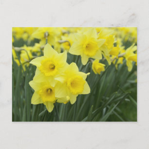 Cartão Postal Daffodils RF)
