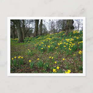 Cartão Postal Daffodils. Sophia Gardens, Cardiff, Gales. Reino U