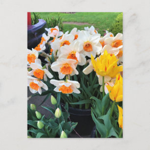 Cartão Postal Daffodils & Tulips, Oregon