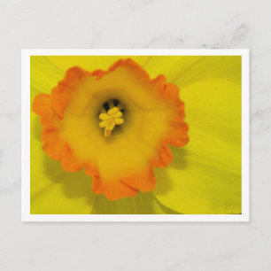 Cartão Postal Daffy