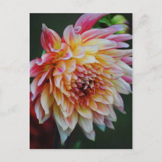 Cartão postal Dahlia