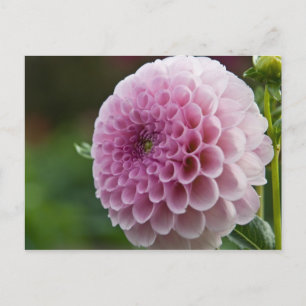 Cartão postal Dahlia