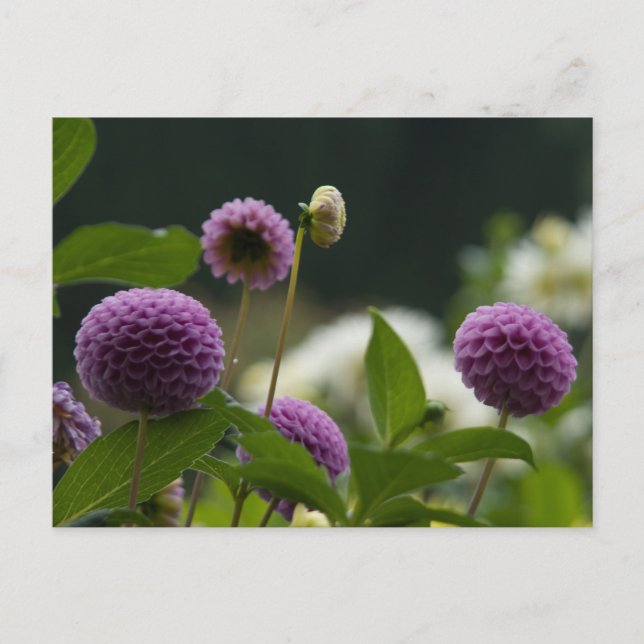 Cartão postal Dahlia (Frente)
