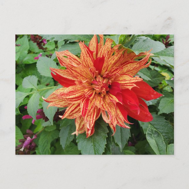 Cartão Postal Dahlia (Frente)