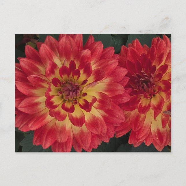 Cartão Postal Dahlia (Frente)