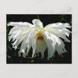 Cartão Postal Dahlia Branca