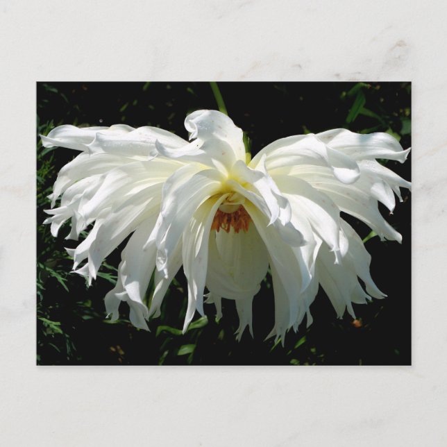 Cartão Postal Dahlia Branca (Frente)