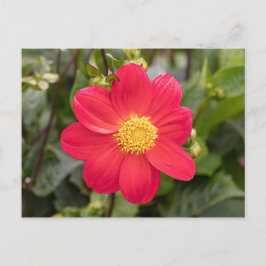 Cartão Postal Dahlia Coccinea