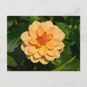 Cartão Postal Dahlia 'David Howard'