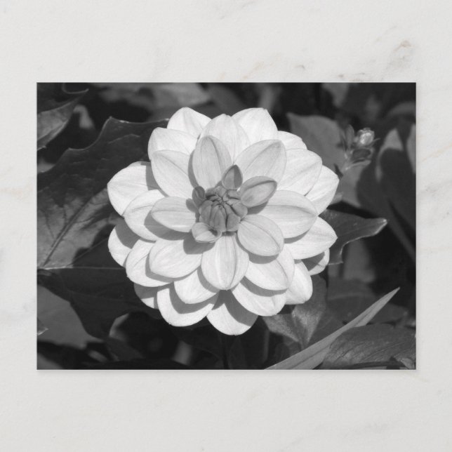 Cartão Postal Dahlia 'David Howard' P&B (Frente)