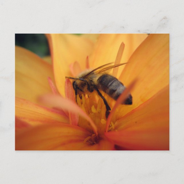 Cartão Postal Dahlia (laranja) (Frente)