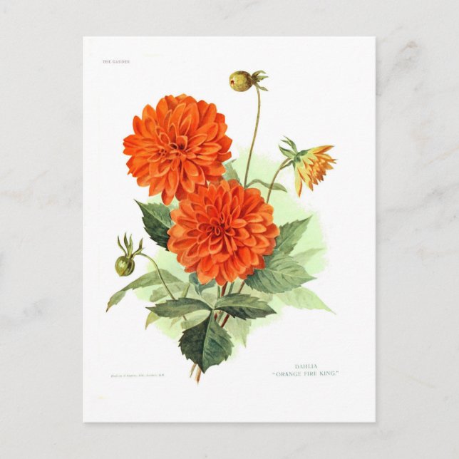 Cartão Postal Dahlia 'Orange Fire King' (Frente)