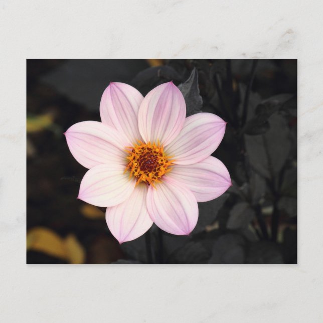 Cartão Postal Dahlia Rosa (Frente)