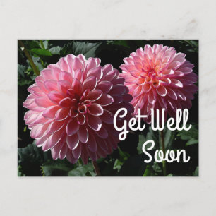 Cartão postal Dahlia Valley Porcupine #1 Desejando