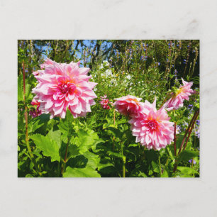 Cartão Postal Dahlias cor-de-rosa (Thrill de Otto)