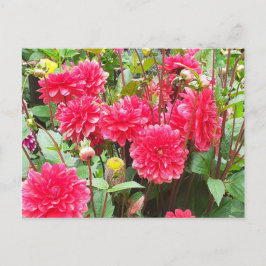 Cartão Postal Dahlias Rosa Profundo