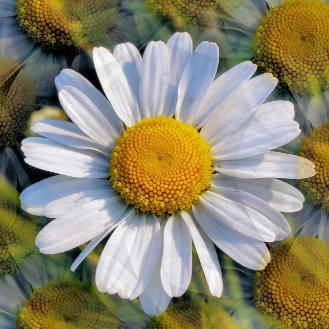 CARTÃO POSTAL DAISES (A photographic design of multiple images of a little wild daisy. )
