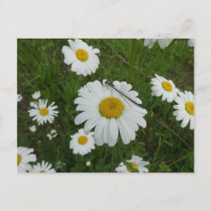 Cartão postal Daisie Damselfly DIY