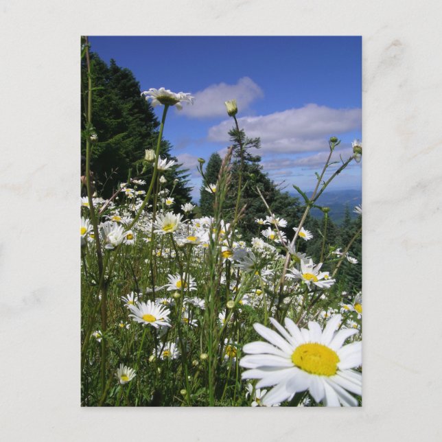 Cartão Postal Daisies (Frente)