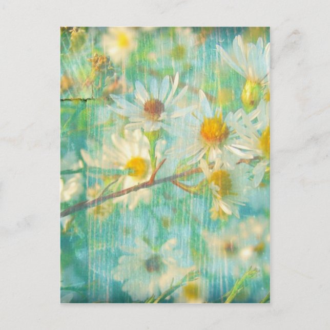 Cartão Postal Daisies (Frente)