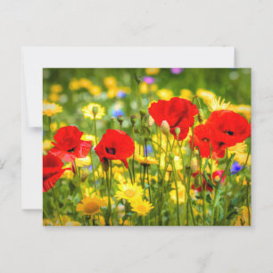 Cartão Postal Daisies E Poppies Art
