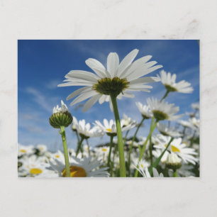 Cartão Postal Daisies Reaching for Sky Postcard