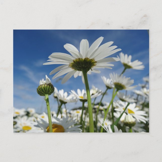 Cartão Postal Daisies Reaching for Sky Postcard (Frente)