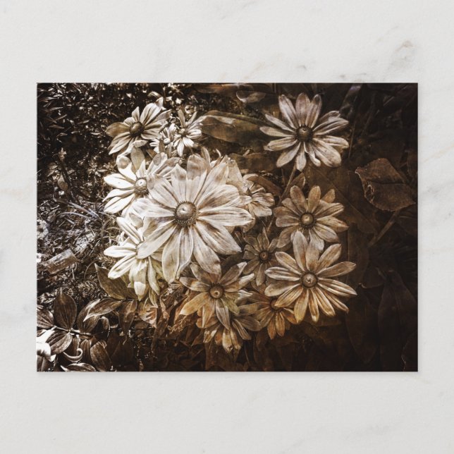 Cartão Postal Daisies, Sepia, Grunge (Frente)