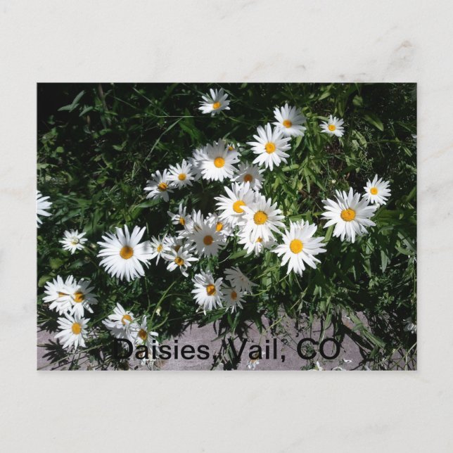 Cartão Postal Daisies, Vail CO 1 (Frente)
