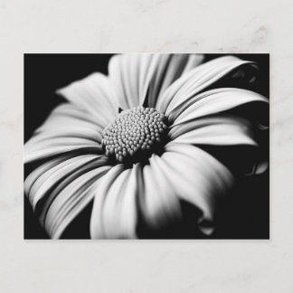 Cartão Postal Daisy