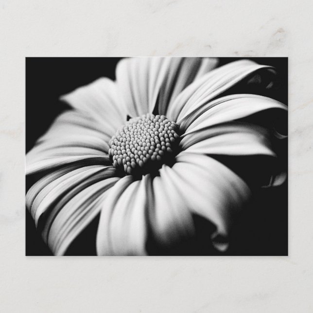 Cartão Postal Daisy (Frente)