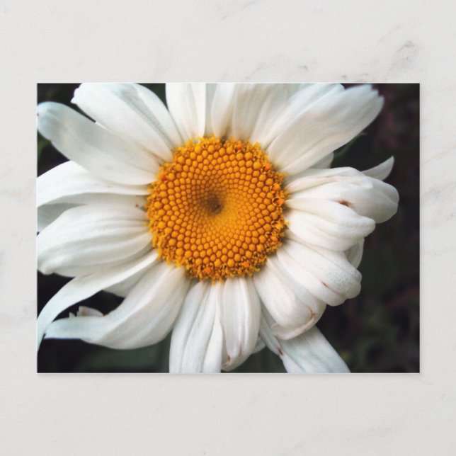 Cartão Postal Daisy (Frente)