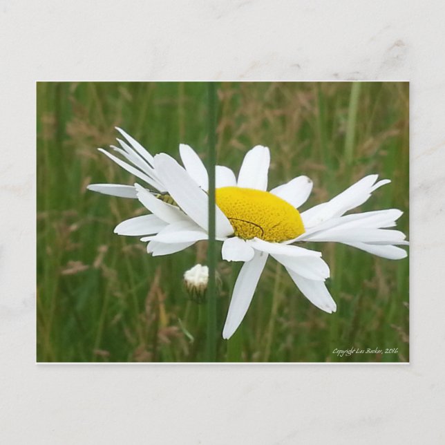 Cartão Postal Daisy - Cartão-postal (Frente)