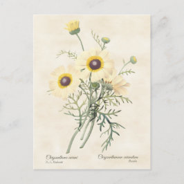 Cartão Postal Daisy Chrysanthemum Vintage Botânica