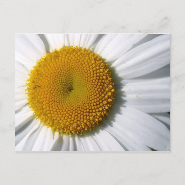 Cartão Postal Daisy Close-up (Frente)