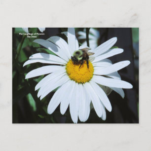Cartão Postal Daisy com Baby Bumblebee