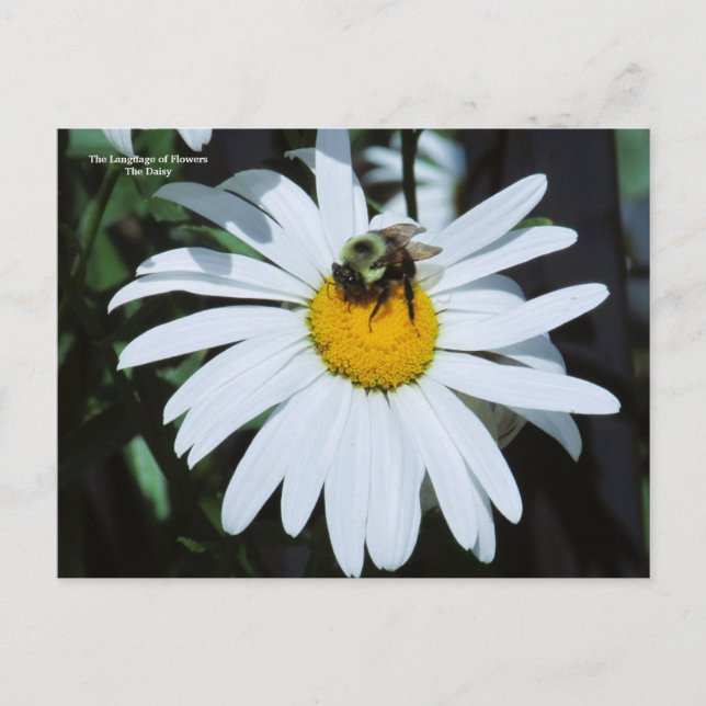 Cartão Postal Daisy com Baby Bumblebee (Frente)