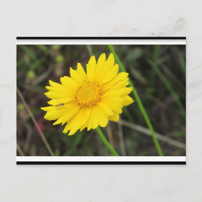 Cartão Postal Daisy com Cartaz de Abelha (Frente)