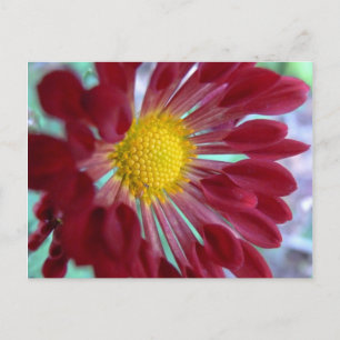 Cartão Postal Daisy de Cima