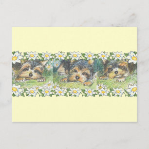 Cartão Postal Daisy Dogs Yorkie Puppies