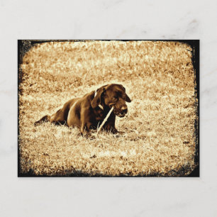 Cartão Postal Daisy em um Stick